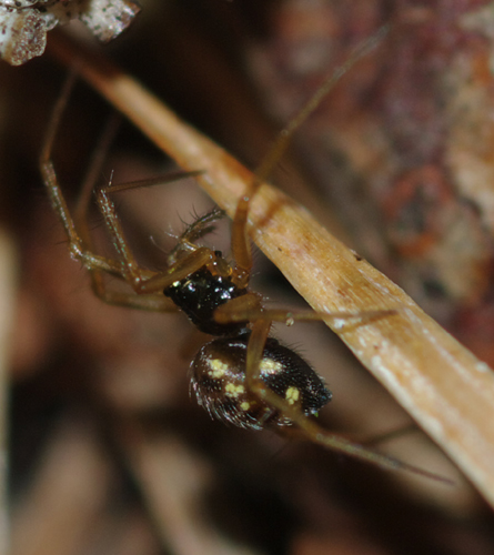 Linyphiidae